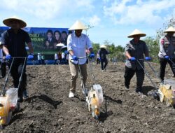 Dukung Program Nasional Ketahanan Pangan,DPD RI Tanam Jagung Di Oenesu Kupang Barat
